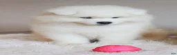 Samoyed dogs for sale: HlubHlub - Ad 7