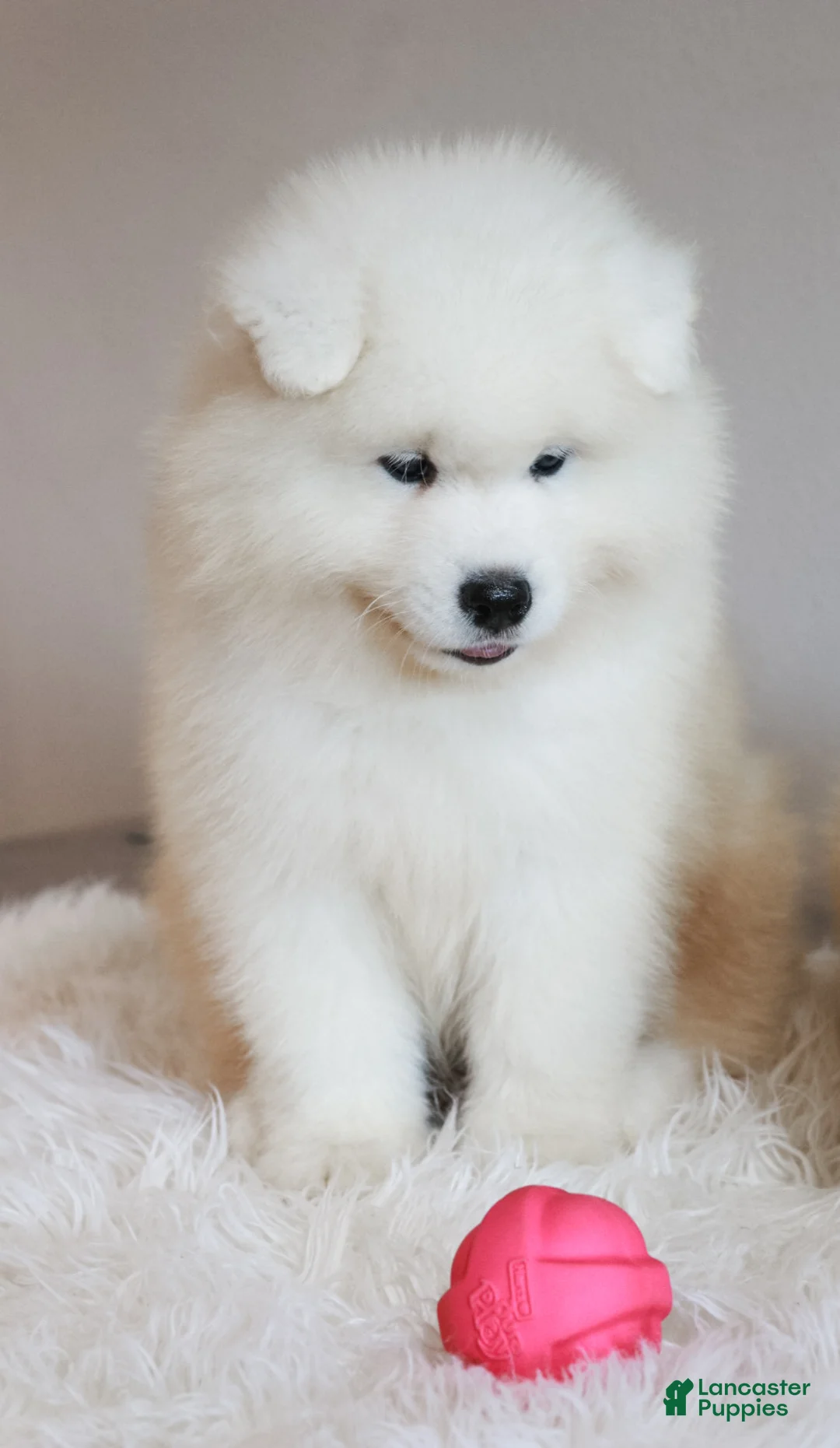 Samoyed dogs for sale: HlubHlub - Ad 7