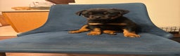 Rottweiler dogs for sale: Nae - Ad 3
