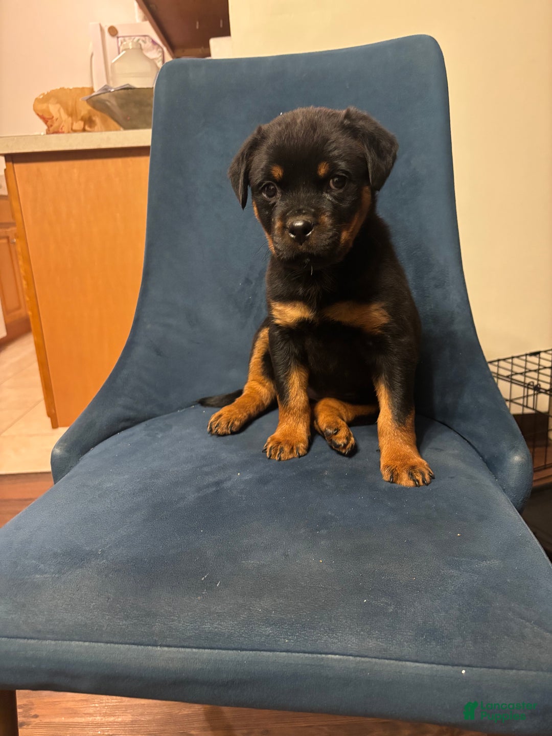 Rottweiler dogs for sale: Nae - Ad 3
