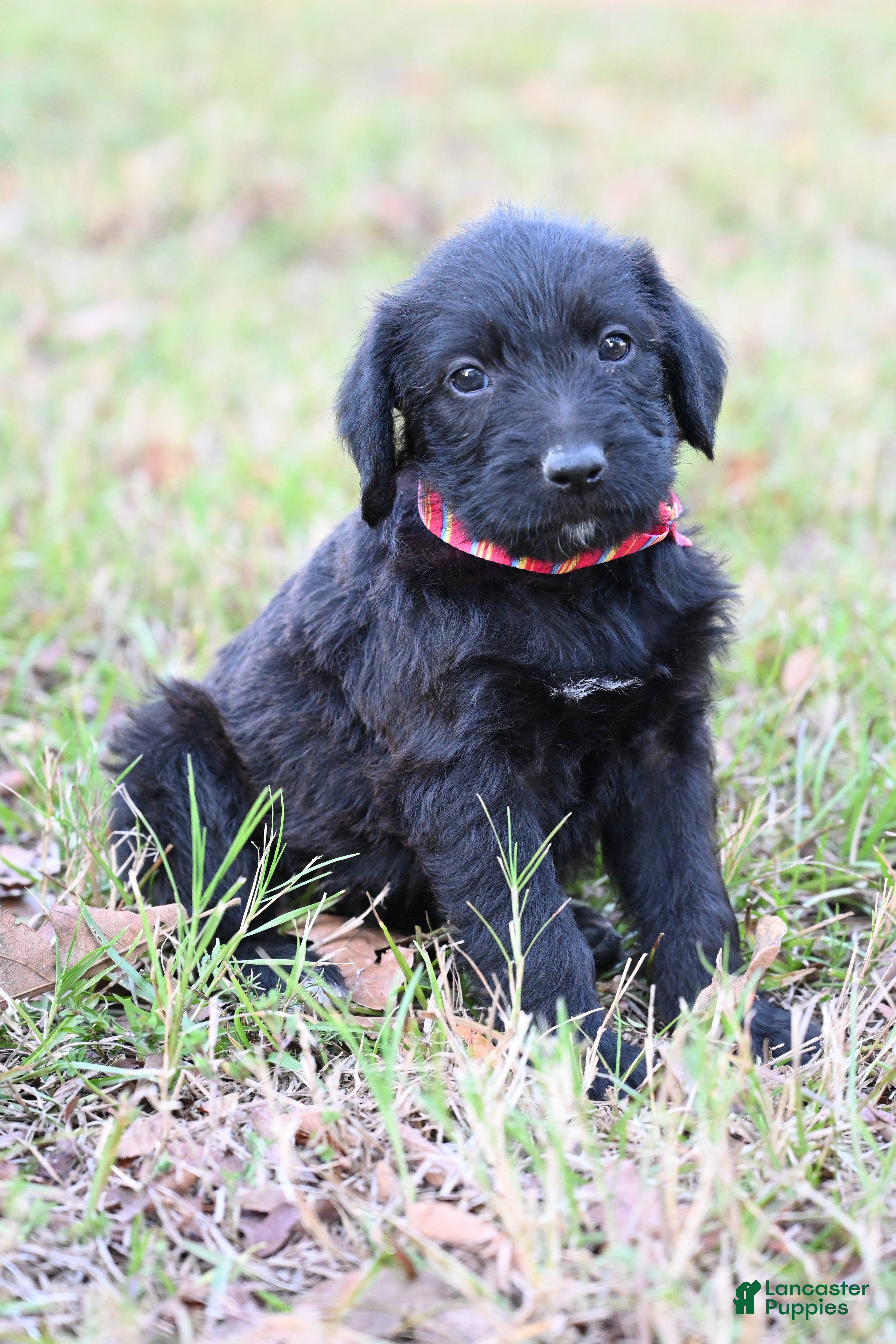 Mixed Breed dogs Puppy 9 - Ad 21