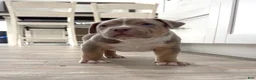 American Bully dogs for sale: American Bully Puppy 3 - Ad 7