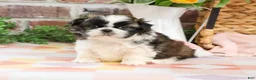 Shih Tzu dogs for sale: Aspen  - Ad 4