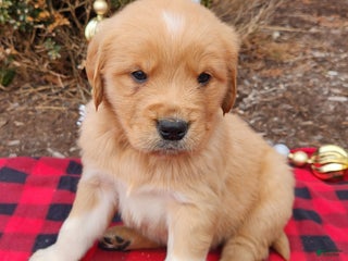 Golden Retriever dogs Cole - Ad 10