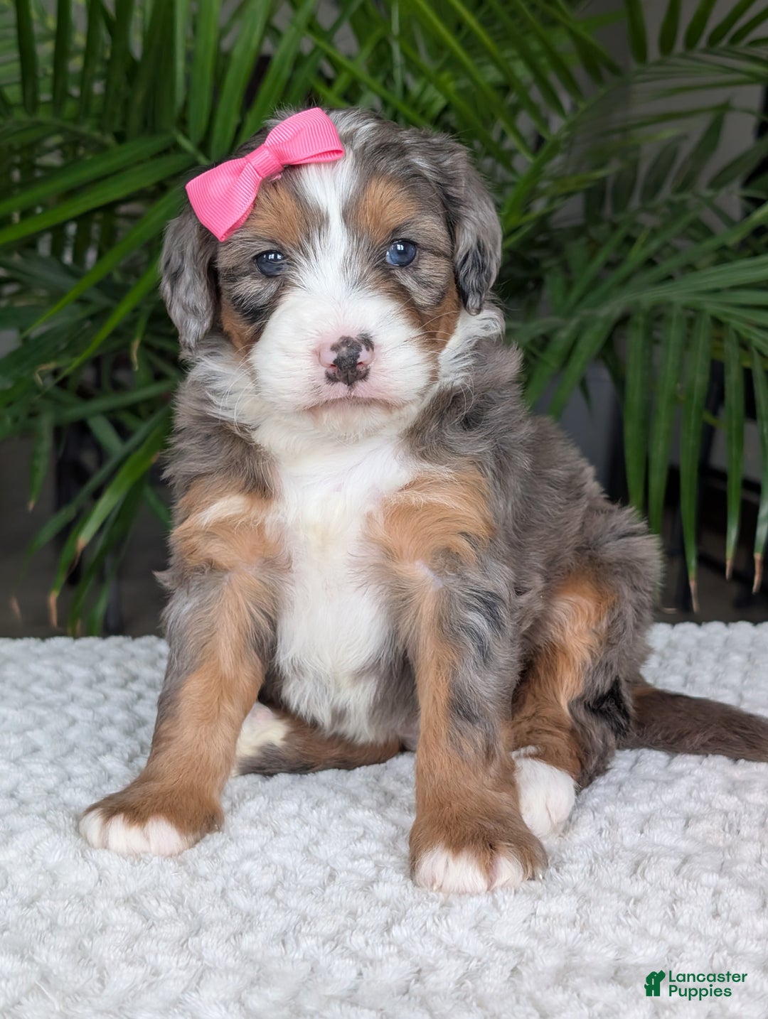 Mini Bernedoodle dogs for sale: Mini Indy  - Ad 8