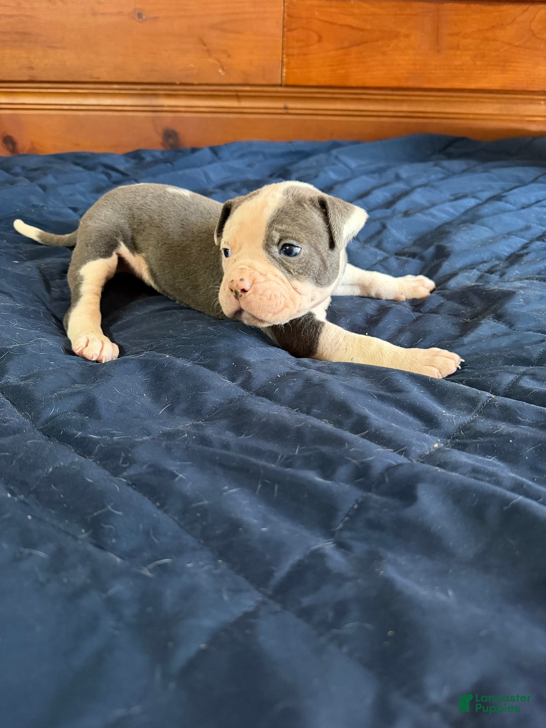 American Bulldog dogs for sale: Groot - Ad 2