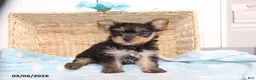 Yorkshire Terrier dogs for sale: S'mores - Teacup - Ad 3