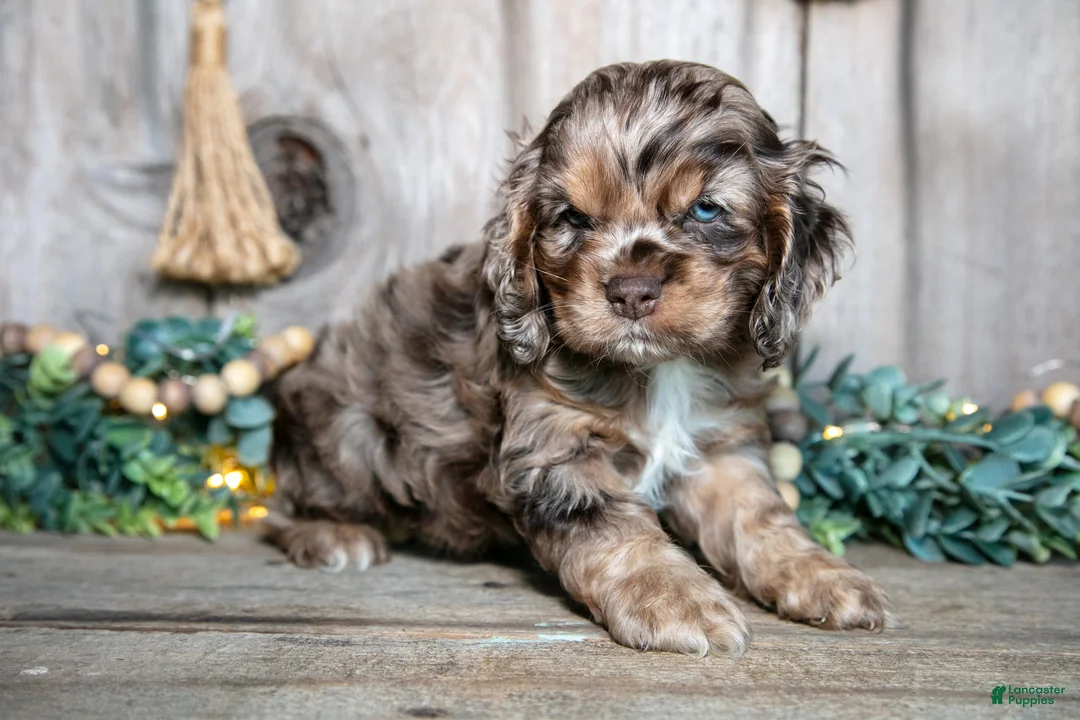 Cocker Spaniel dogs for sale: Chester - Ad 2