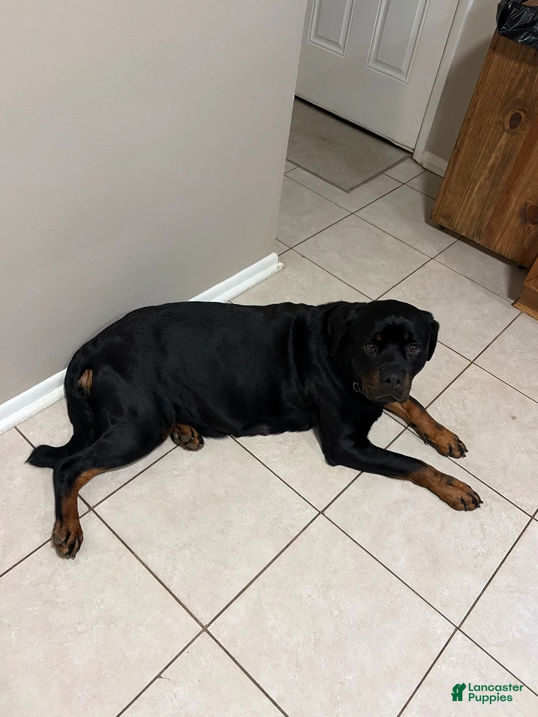 Mixed Breed dogs for sale: Mixed Breed 4 - Ad 2
