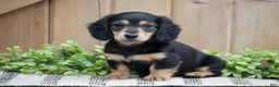 Miniature Dachshund dogs for sale: Lillow  - Ad 3