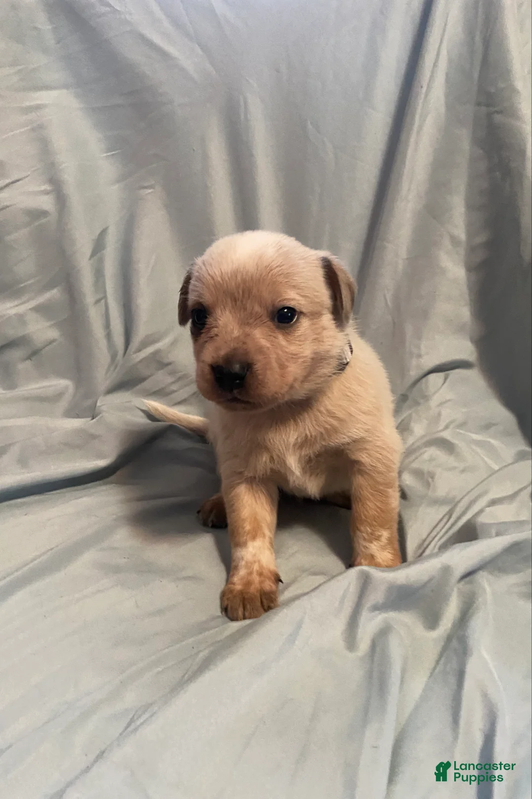 Australian Cattle Dog dogs for sale: Australian Cattle Dog Puppy 1 - Ad 2
