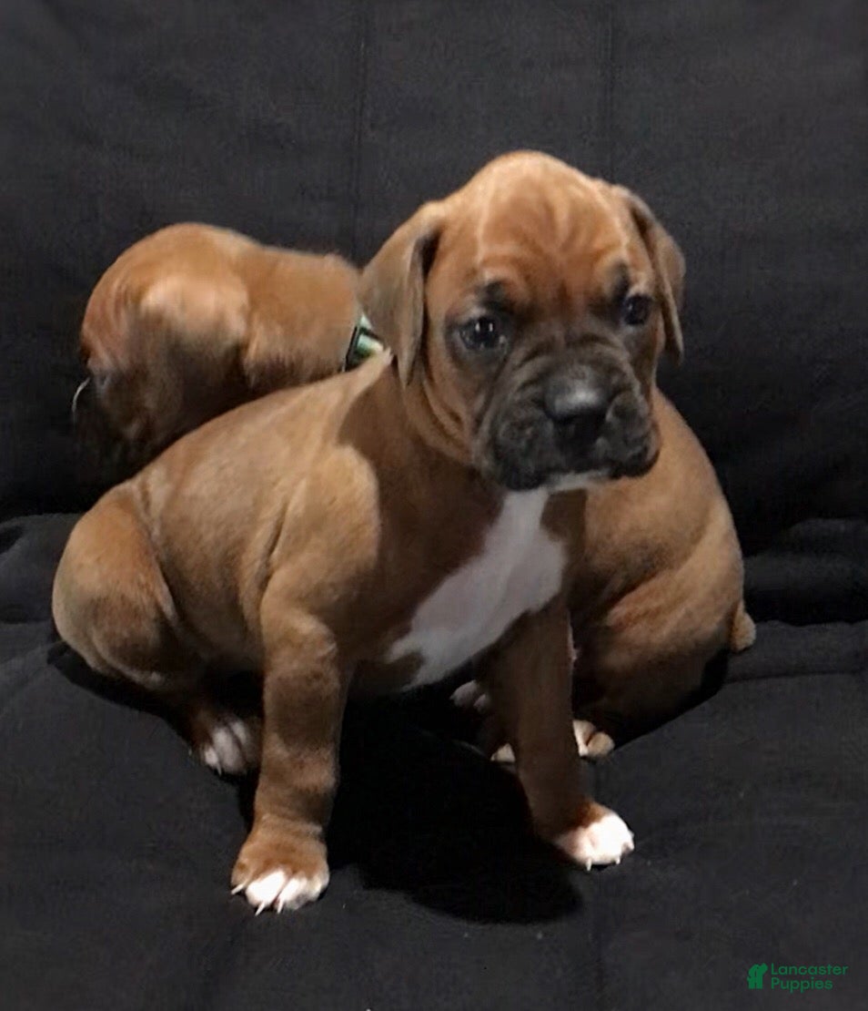 Boxer dogs Boxer Puppy 1 - Ad 1