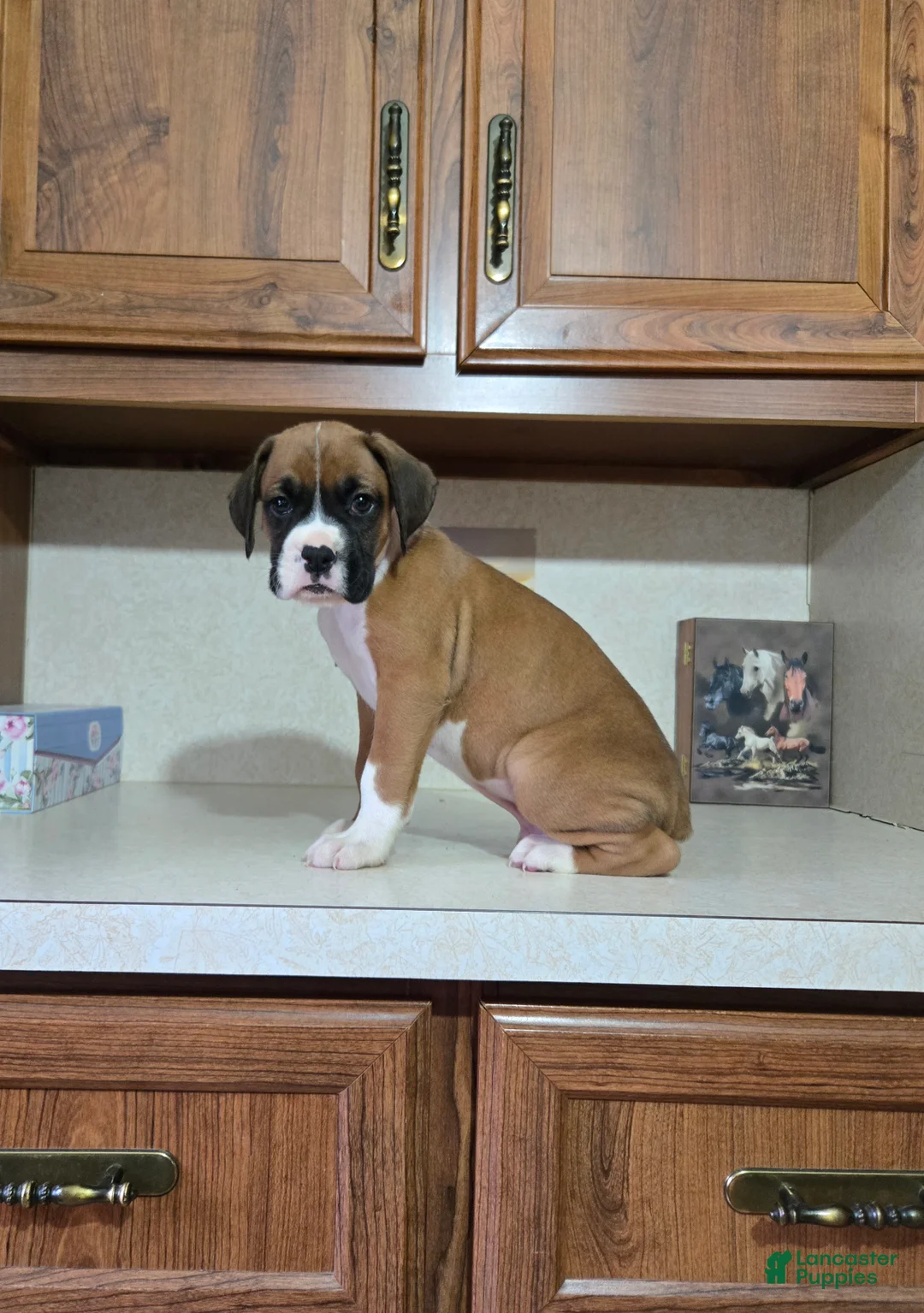 Boxer dogs for sale: Jesse - Ad 2