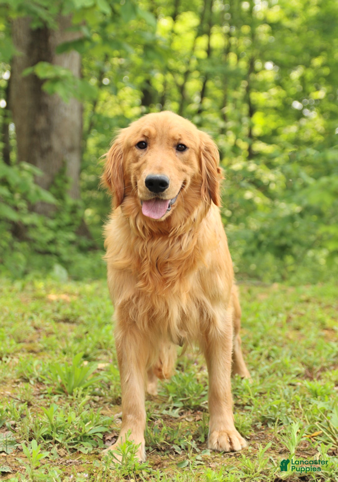 Golden Retriever dogs for sale: Gemma - Ad 4