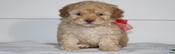 Miniature Poodle dogs for sale: Star - Ad 4