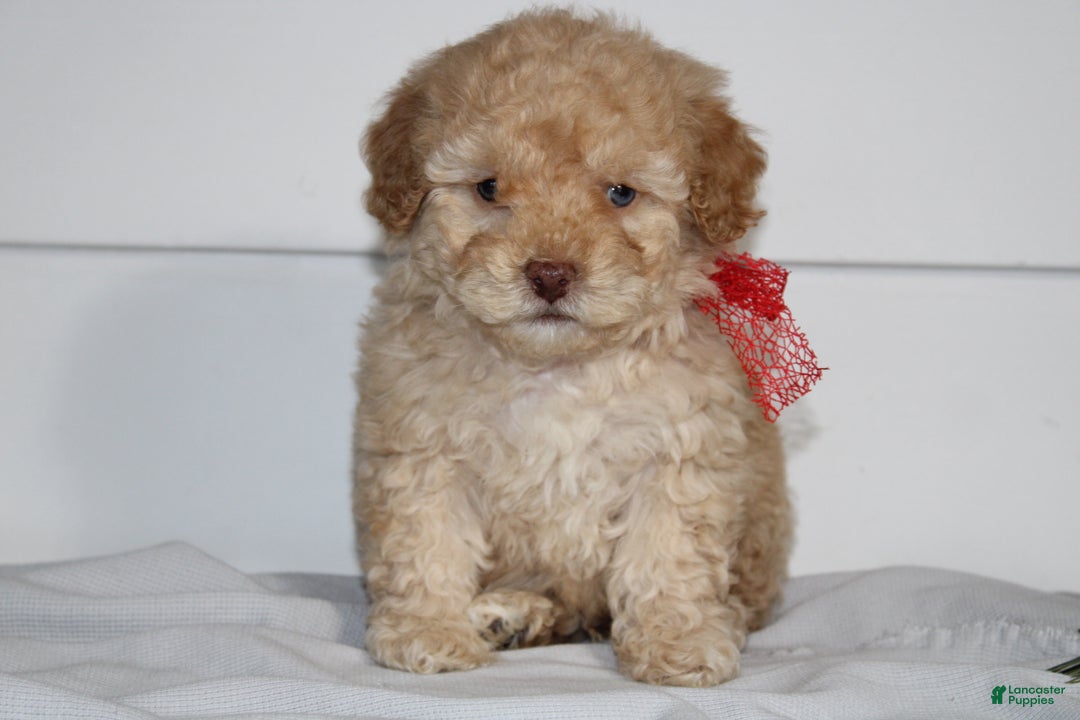 Miniature Poodle dogs for sale: Star - Ad 4