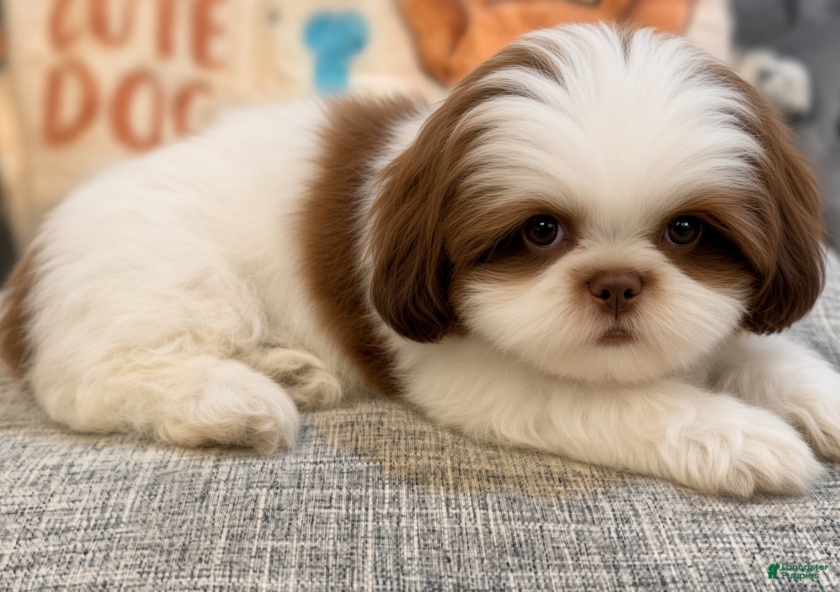 Shih Tzu dogs Mary - Ad 20