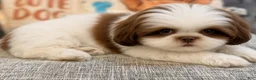 Shih Tzu dogs for sale: Mary - Ad 1