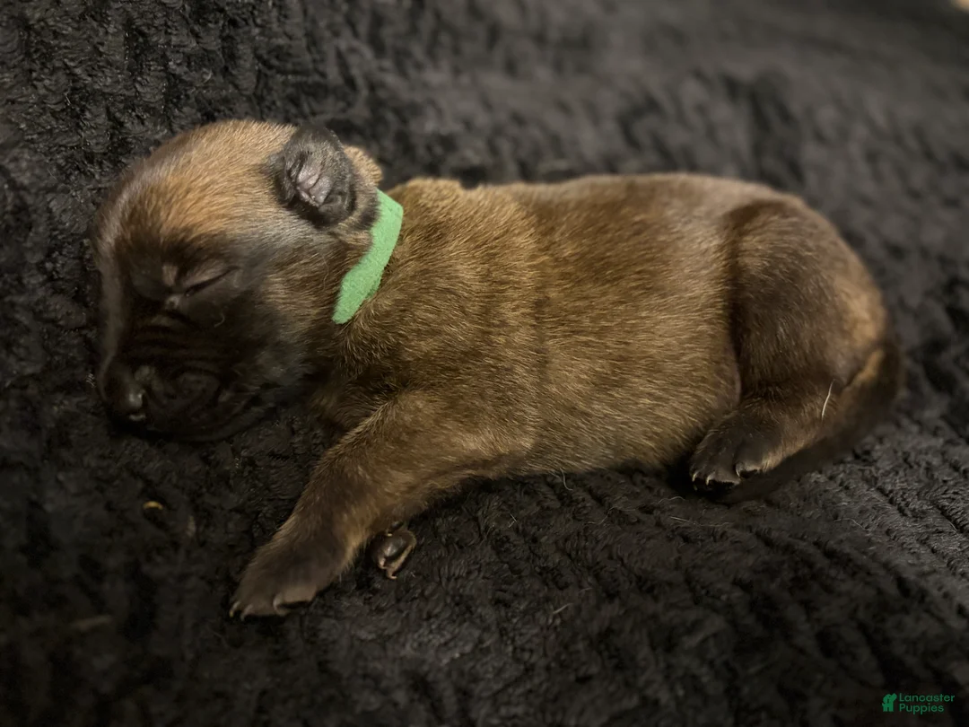 Belgian Malinois dogs for sale: Belgian Malinois Puppy 5 - Ad 2