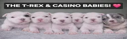 American Bully dogs for sale: American Bully Puppy 1 - Ad 8