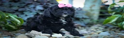 Cavapoo dogs for sale: BELLA - Ad 8