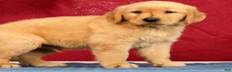 Golden Retriever dogs for sale: Ben - Ad 2