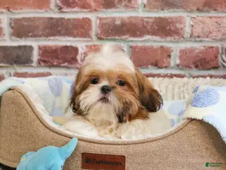 Shih Tzu dogs Dover - Ad 38