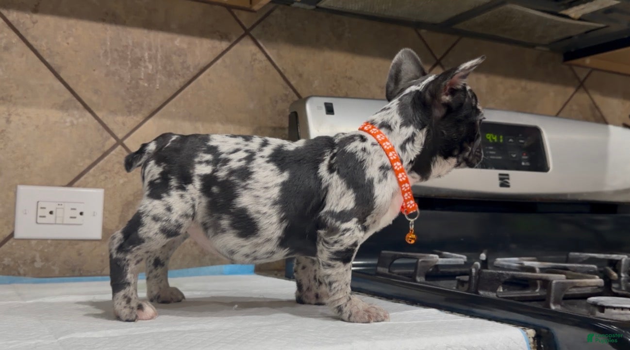 French Bulldog dogs Penny  - Ad 2