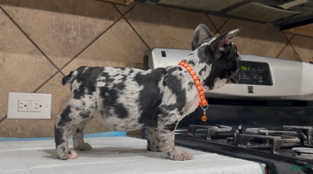 French Bulldog dogs for sale: Penny  - Ad 2