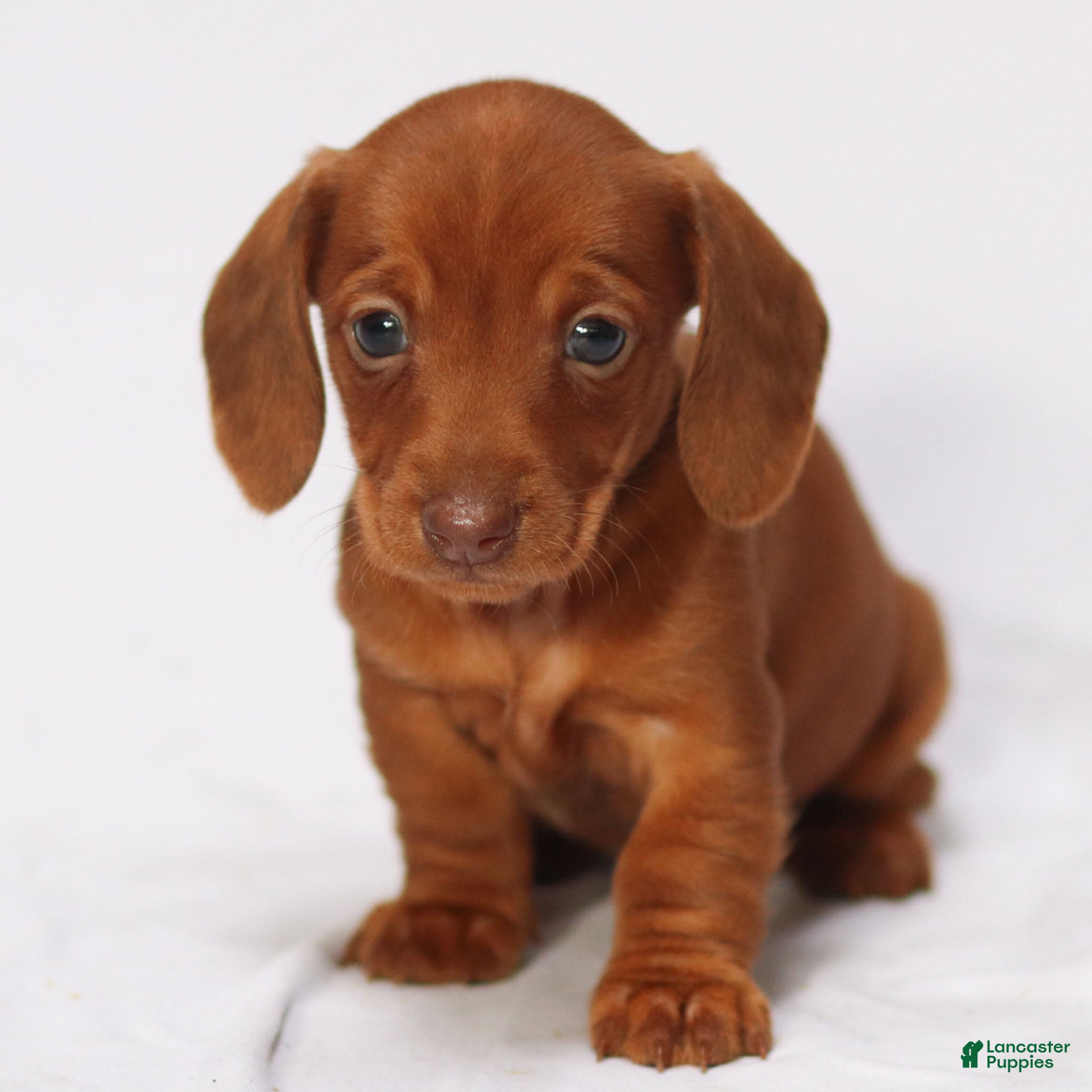 Miniature Dachshund dogs Clara - Ad 28