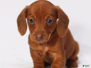 Miniature Dachshund dogs Clara - Ad 12