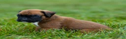 Boxer dogs for sale: Narissa Boxer  - Ad 9