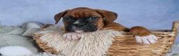 Boxer dogs for sale: Sarge  - Ad 16