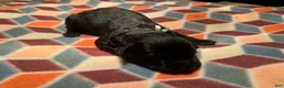 Giant Schnauzer dogs for sale: Brick  - Ad 3