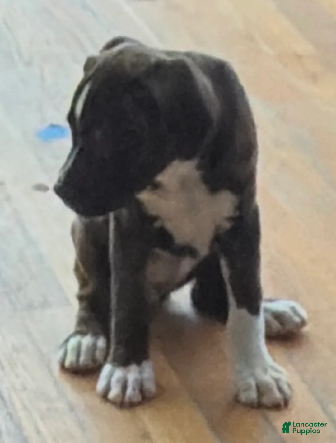Mixed Breed dogs for sale: Boxenese Girl 4 - Ad 2