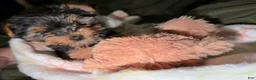 Yorkshire Terrier dogs for sale: Yorkshire Terrier Puppy 1 - Ad 5