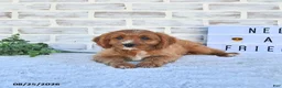 Cavapoo dogs for sale: Carma - Ad 2