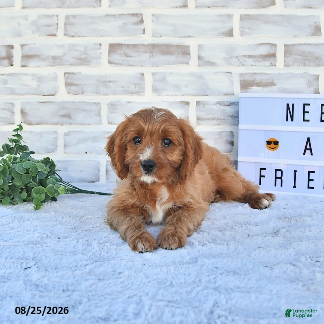 Cavapoo dogs for sale: Carma - Ad 2