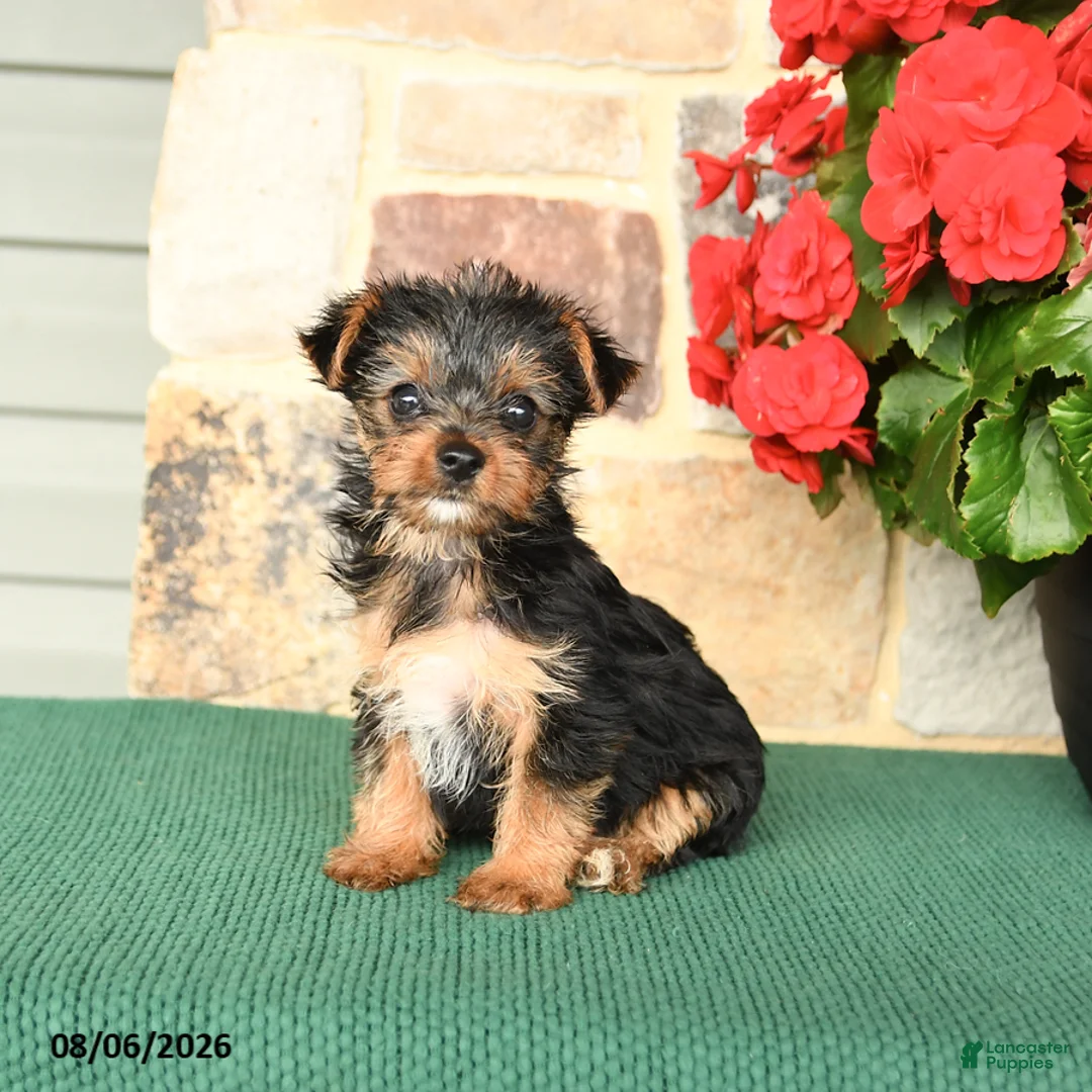 Yorkshire Terrier dogs for sale: Hibiscus - Ad 2