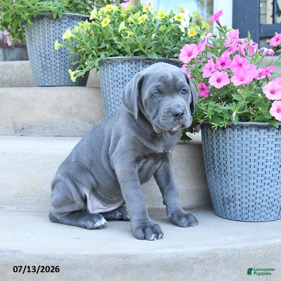 Cane Corso dogs Riley - Ad 2