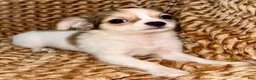 Chihuahua dogs for sale: Cookie - Ad 3
