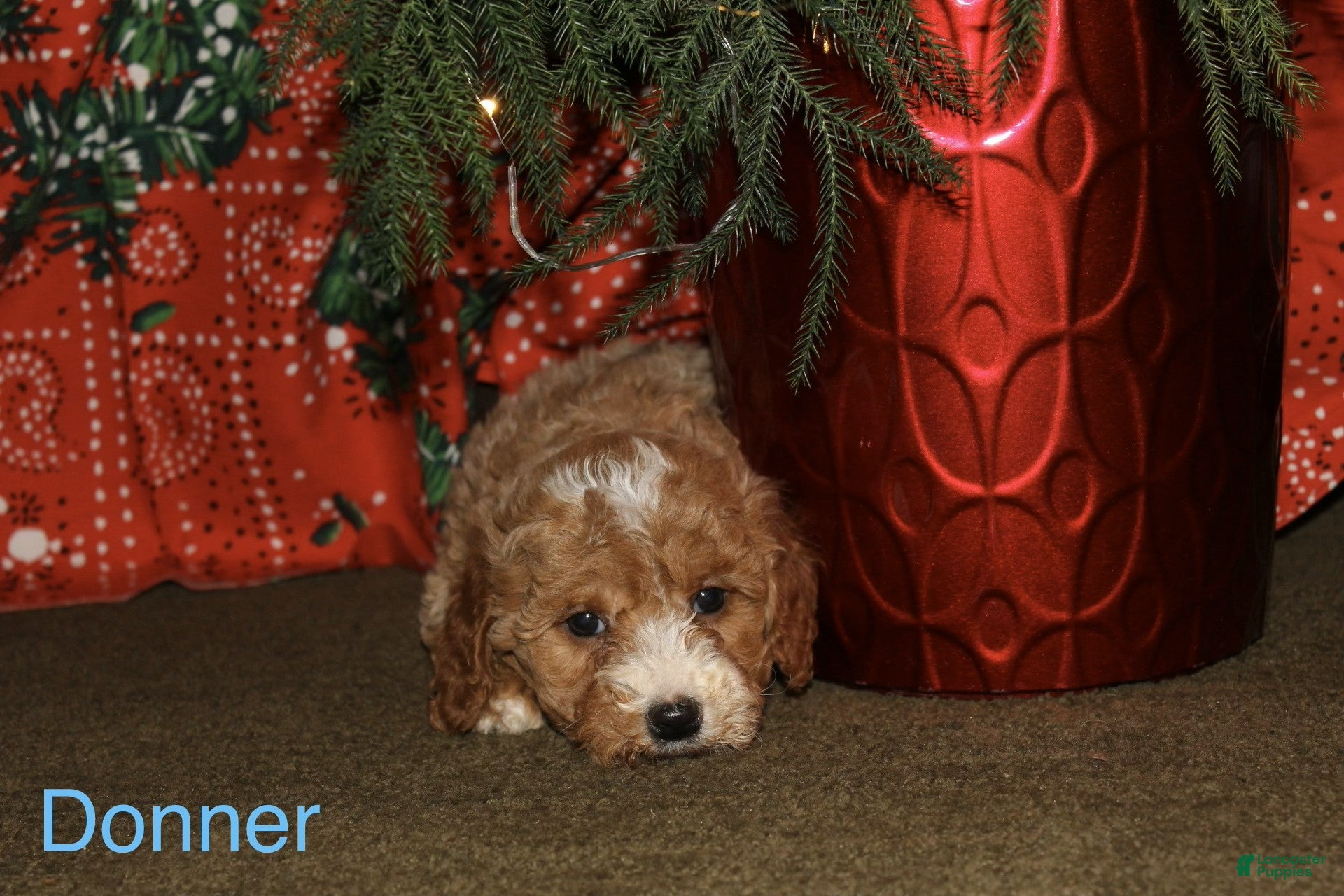 Mini Goldendoodle dogs Donner - Ad 2