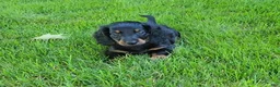 Miniature Dachshund dogs for sale: Vander - Ad 3