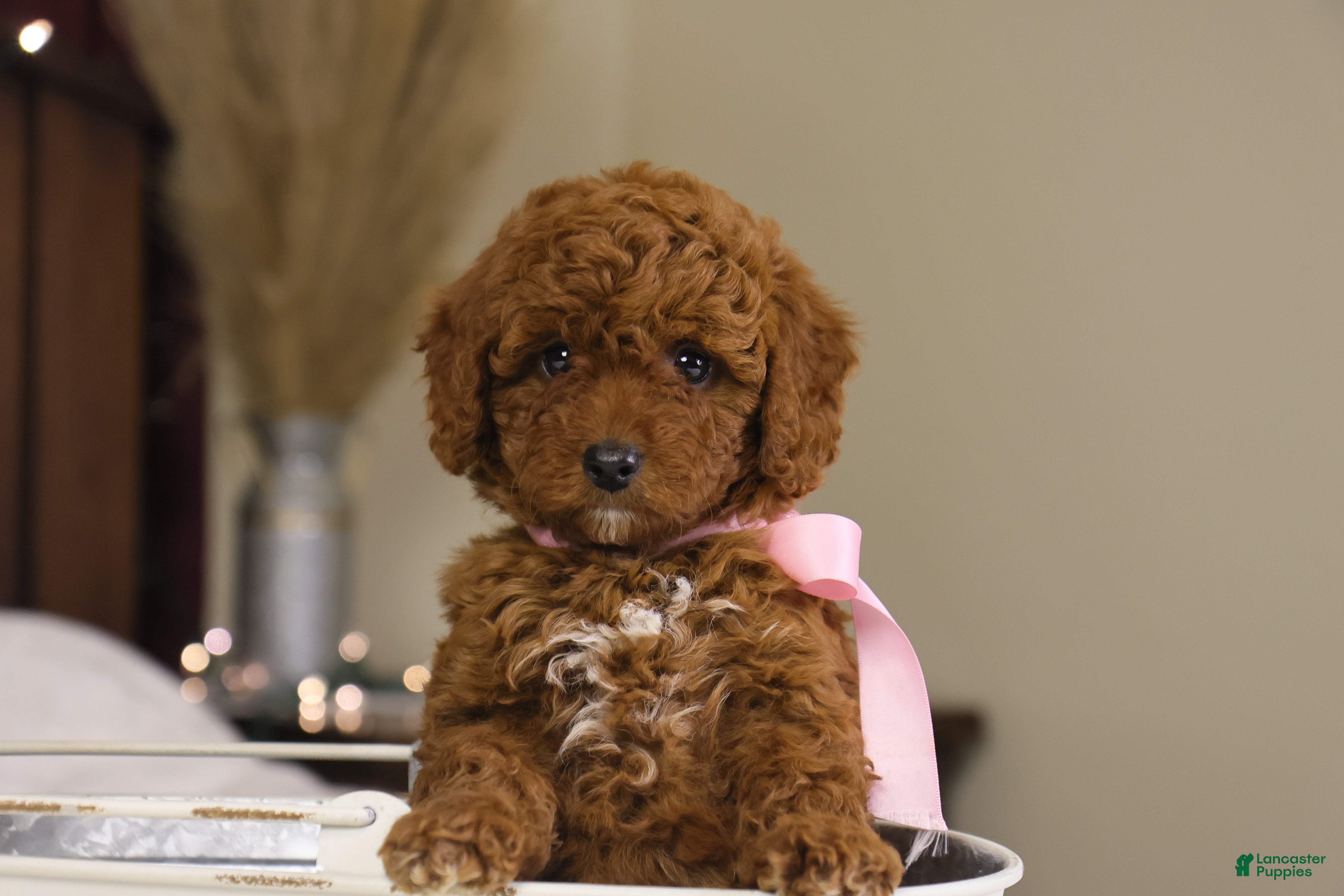 Goldendoodle dogs Natalie - Ad 10