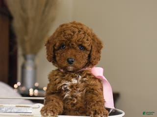 Goldendoodle dogs Natalie - Ad 10