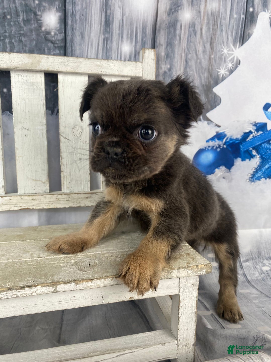 French Bulldog dogs for sale: Laken - Ad 2