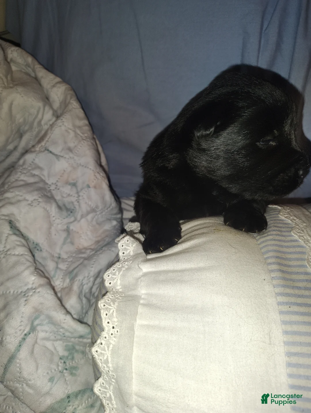 Chow Chow dogs for sale: Black Male - Ad 2