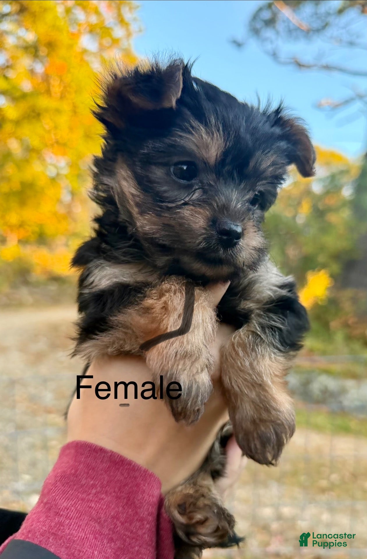 Yorkiepoo dogs for sale: Yorkiepoo female  - Ad 1