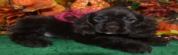Cocker Spaniel dogs for sale: AKC Sugar Chocolate American Cocker Spaniel Puppy - Ad 4