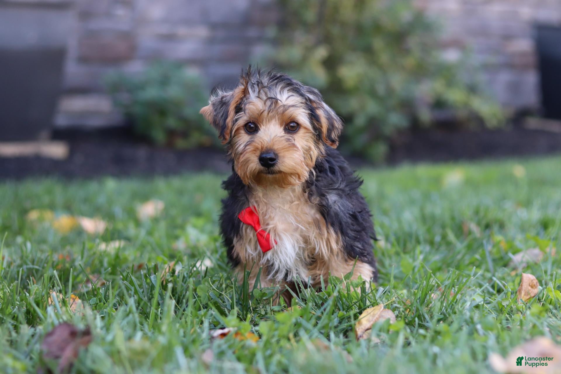 Yorkiepoo dogs Myles - Ad 1
